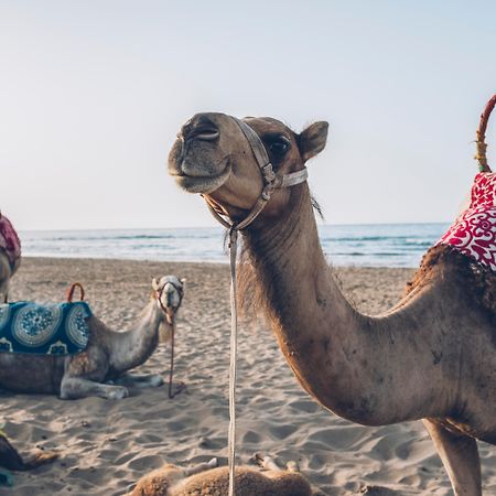 Готель Iberostar Waves Саїдія Екстер'єр фото Arabian camels on the beach in Agadir, Morocco