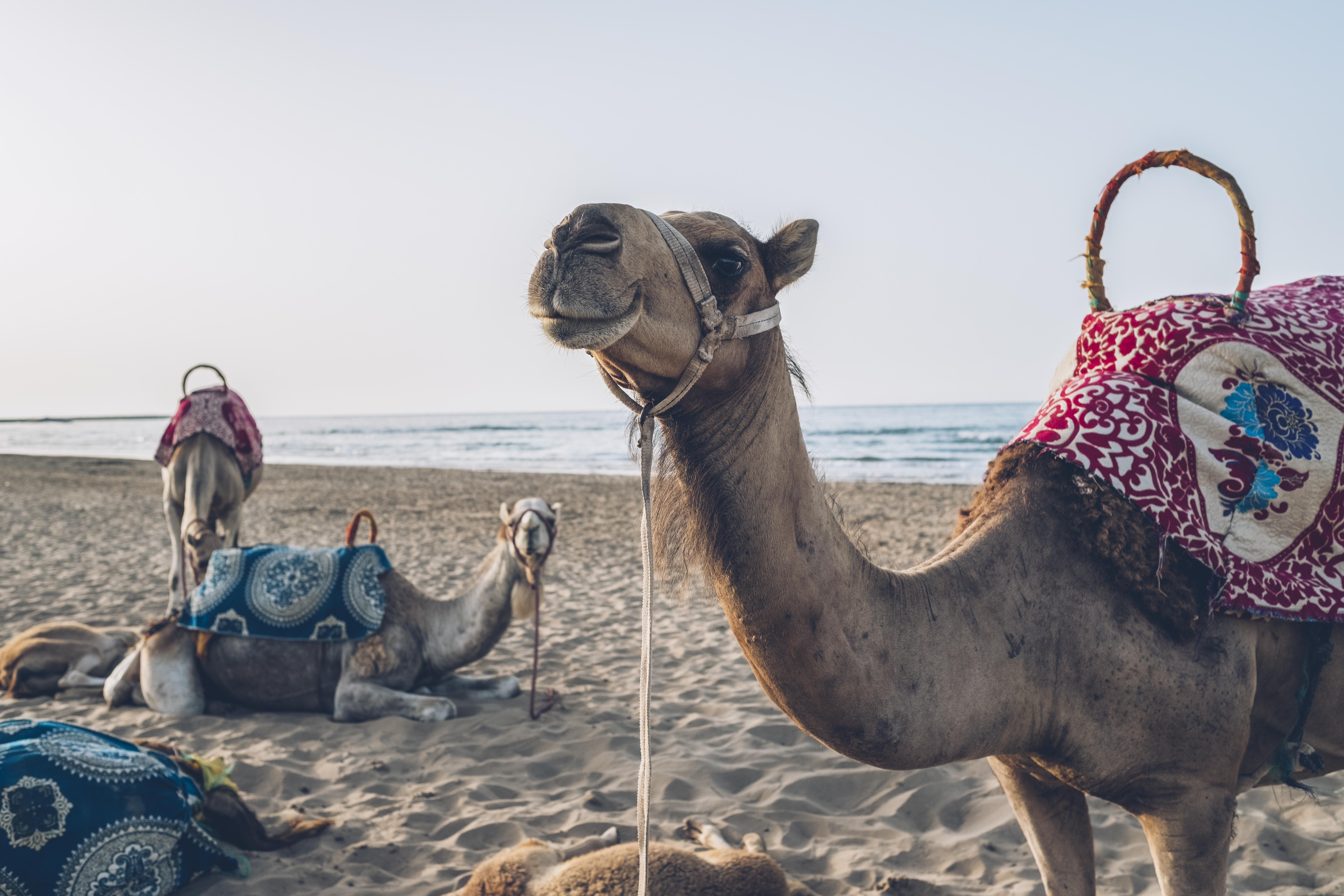 Готель Iberostar Waves Саїдія Екстер'єр фото Arabian camels on the beach in Agadir, Morocco